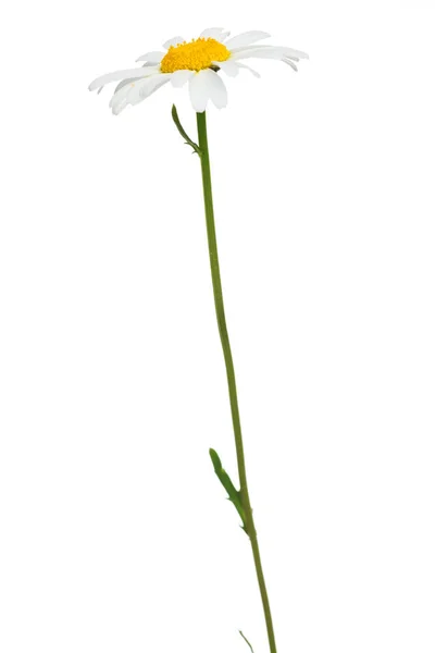 Beyaz arka planda tek bir papatya resmi. (), Papatya Çiçeği Öküz Gözlü Daisy Güzel kokulu papatya çiçeği