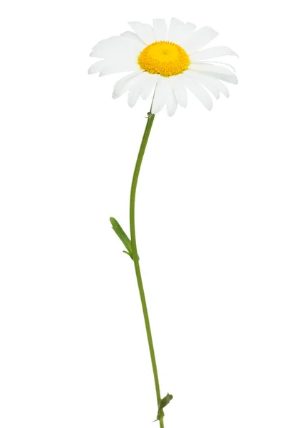 Beyaz arka planda tek bir papatya resmi. (), Papatya Çiçeği Öküz Gözlü Daisy Güzel kokulu papatya çiçeği