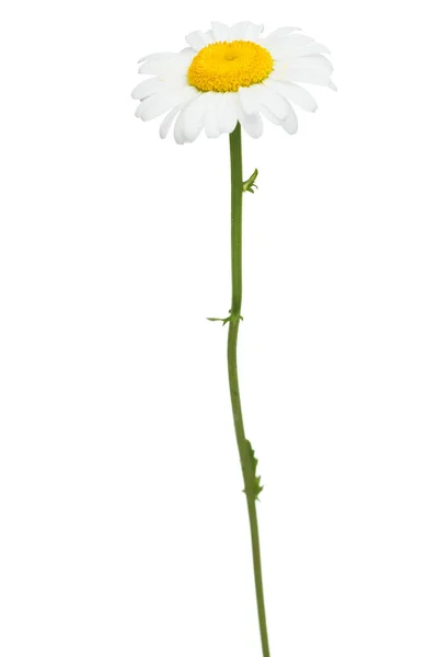 Pojedyncze Stokrotki Zbliżenie Białym Tle Kwiat Rumianku Wołu Oko Daisy — Zdjęcie stockowe