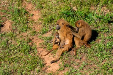 Gine Papion Maymunu. Bebek emziriyor ve başka bir Papion onu temizliyor.