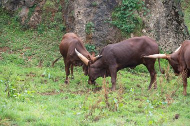 İki Watusi dövüşüyor ve boynuzlarını vuruyor.