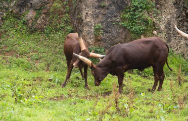 İki Watusi dövüşüyor ve boynuzlarını vuruyor.