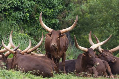Watusi sürüsü çayırda otluyor.