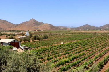 Meksika 'daki üzüm bağları.