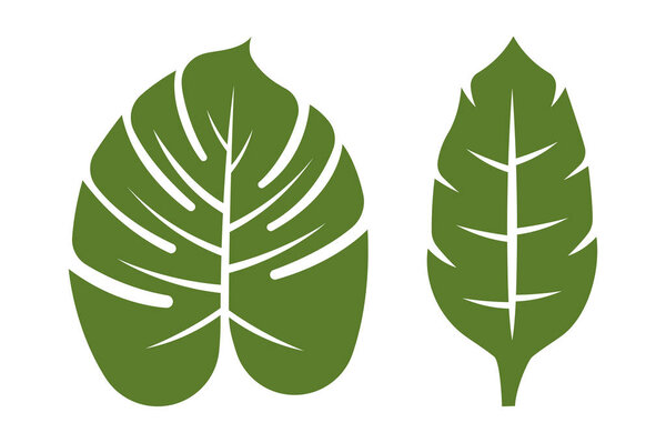 Tropical Leaves Flat Colour, vector illustration
