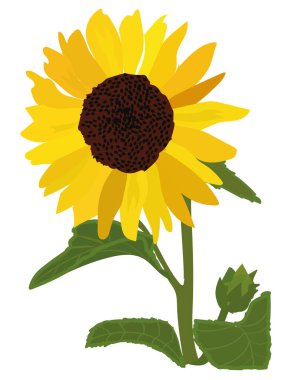 Beyaz arkaplanda ayçiçeği, turuncu renkli sarı, vektör çizimi