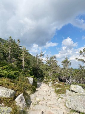 Rocky Dağı yamacı, ağaçlar, manzara, taşlar, kozalaklı orman, doğa.