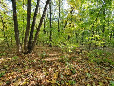 Sonbahar yaprak döken orman, sarı yapraklar, dallar, doğa