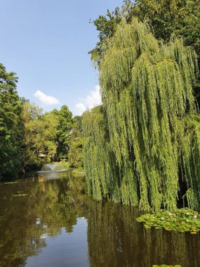 Göllü bir park, gölde zambaklar yetişiyor. Güneşli bir günde etrafta söğütler ve ağaçlar var.
