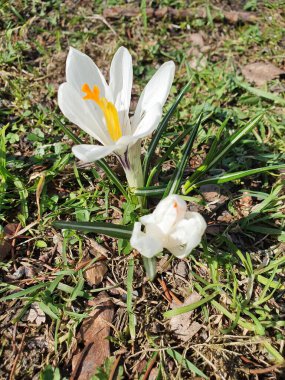 Bahar çiçeği, beyaz tarla, bahar doğası.