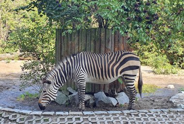 Dağ zebrası - siyah beyaz hayvan, çizgili hayvan