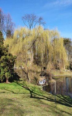 Bahar parkı, göl kenarındaki huş ağacı, kuğular için bir ev, yeşil çimenler.