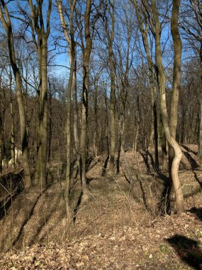 Bahar parkı, çıplak ağaçlar, doğa kış uykusundan sonra uyanıyor.