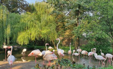 Bir flamingo sürüsü gölette yıkanır, yeşil söğütler göletin üzerinde kıvrılır.