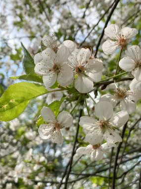 Kiraz çiçekleri, güzel beyaz çiçekli kiraz dalı, bahar çiçekleri.