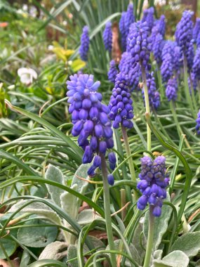 İlk çiçekler sümbüller, mavi güzel çiçekler ilkbaharın başlarında çiçek tarhında.