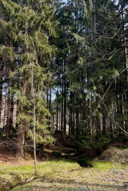 Kozalaklı orman, kozalaklı ormandaki küçük dağ deresi, yürüyüş yolu, kozalaklı ağaçlar, dere kenarındaki kütükler, orman çimleri, doğa.