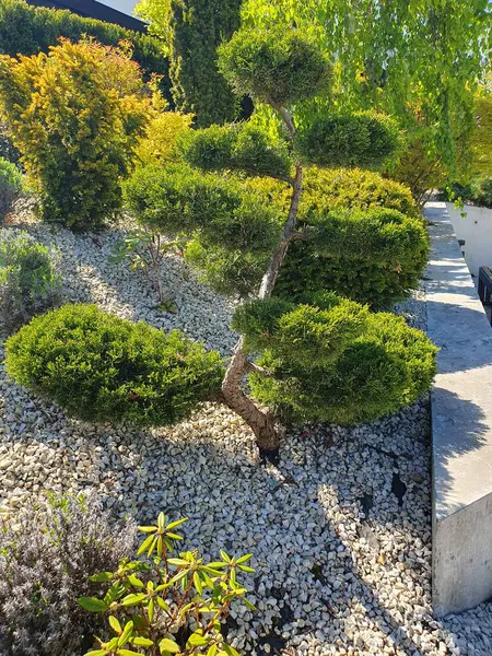 stock image Juniper, Bonsai (niwaki) is a coniferous, small evergreen tree, used in decorative landscaping, green plant