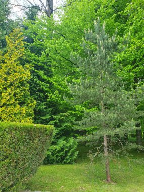 Ağaçları, çalıları, otları, genç çamı, doğası olan yeşil bir park.