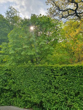 Park alanı, yemyeşil çit, arkasında kestane ağacı, eko duvar, temiz çevre, parktaki süs bitkisi.
