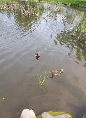 Şehirde küçük bir göl, vahşi ördekler gölde yüzer, sazlıklar, çalılar, gölün etrafında çimenler büyür, taşlar uzanır, doğa.