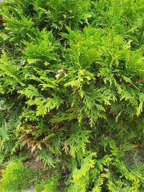 Küçük thuja çalısı, yeşil dallar, doğa