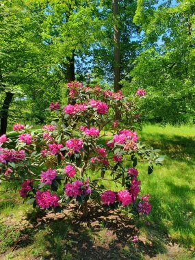 Parkta çiçek açan koca bir çalı çalısı. Birçok pembe rhododendron çiçekleri, sıcak pembe hibrit rhododendron çiçekleri yazın bahçede yaprakları olan.