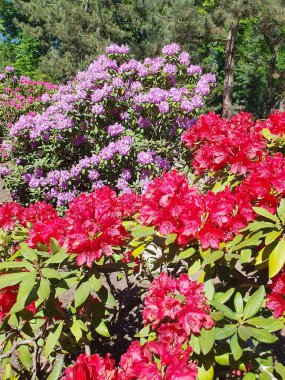 Parkta çiçek açan koca bir çalı çalısı. Yazın bahçesinde yaprakları olan kırmızı ve sıcak pembe rhododendron çiçekleri.