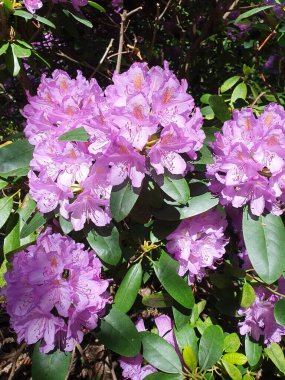Parkta çiçek açan koca bir çalı çalısı. Birçok pembe rhododendron çiçekleri, sıcak pembe hibrit rhododendron çiçekleri yazın bahçede yaprakları olan.
