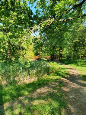 Yaprak döken orman, patika bir köprüye götürür bataklık, sazlıklar, ağaçlar, çimenler