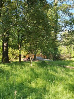 Yaprak döken orman, patika bir köprüye götürür bataklık, sazlıklar, ağaçlar, çimenler