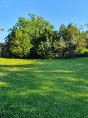 Orman yeşili açıklık, kır çiçekleri, yaprak döken orman, sınırda yetişen köknar ağaçları, doğa.