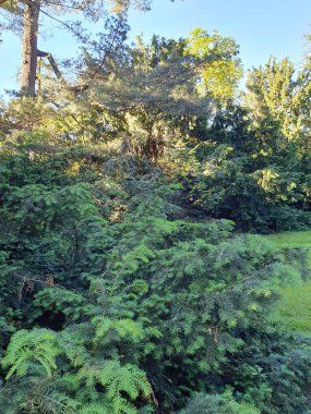 Parktaki kozalaklı bitkiler, taze yemyeşil porsuk, çam, doğa