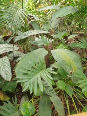 Bereketli yeşillikler, cennet ormanları, vahşi ormanlar, Philodendron zerafetleri.
