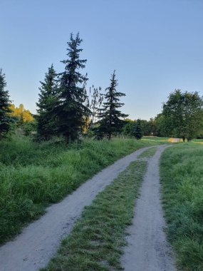 Akşam, ormana giden toprak bir yol, her iki tarafta yeşil çayırlar, doğa.