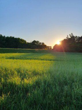Kırsal bir arazide güzel bir günbatımı. Güneş ufuktaki ormandaki ağaçların arkasında saklanıyor.