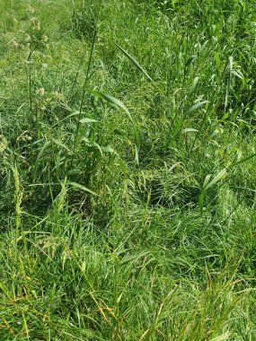 Yeşil yemyeşil çimenler, açık hava, doğa