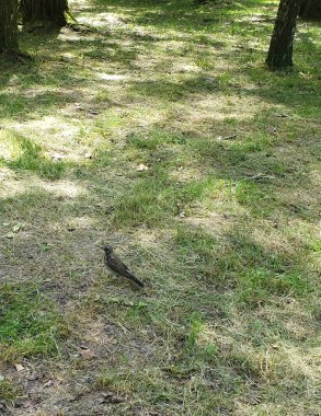 Vahşi kuş Pied Thrush, parkta çimenlerde yürüyor, doğa
