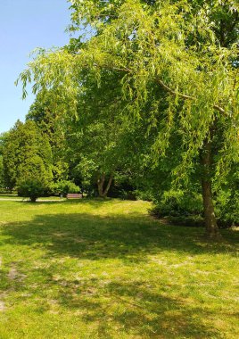 Şehir parkında yeşil ağaçlar, yeşil çimenli çimenler, doğa