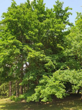 Meşe bahçesi, yeşil ağaçlar, doğa.