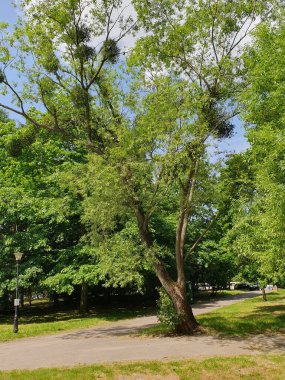 Şehir parkında yaya yolu, yeşil ağaçlar, çimenler, sokak lambası, doğa.