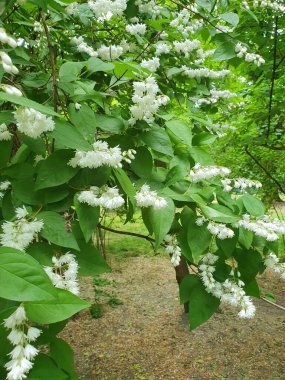Deutia, ortanca familyasından güzel beyaz çiçekler, çalılık, doğa.