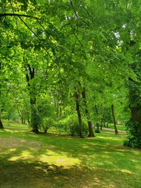 Şehirdeki yeşil güzel park, ağaçlar, çalılar, çimenler, doğa.