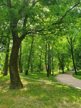 Parkta yürüyüş yolları, büyük uzun ağaçlar, yeşil çimenler, doğa.