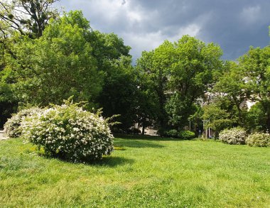 Güzel çiçek açan beyaz spirea çalıları çalıların arkasında, yeşil çimenler fırtınalı bir gökyüzünün arka planında bir şehir parkında, doğa