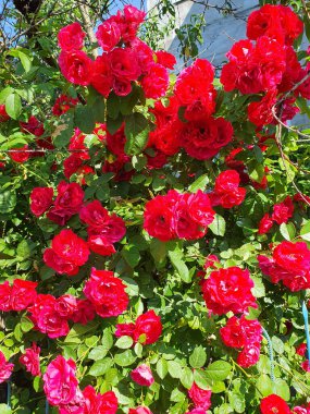 Flower rose Fiona groundcover, flowers are bright red, flat-cupped, semi-double. Flower garden