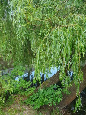 Bir yaz günü gölün üzerinde söğüt dalları eğildi, doğa.