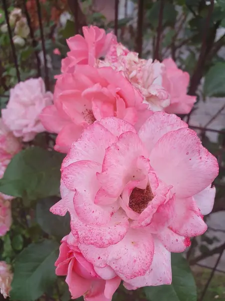 stock image Fairy rose, garden scent, beautiful flower of delicate pink color, beautiful plant