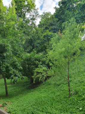 Genç ağaçlarla dolu yeşil bir park, tepelik arazi, yeşil gür yapraklar, sulu çimenler, doğa.