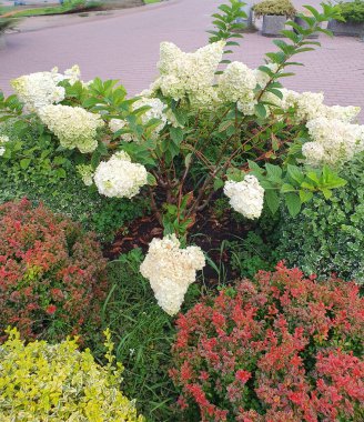 Güzel çiçekler beyaz ortanca, büyük ve görkemli çiçekleriyle tanınan bir çalı bitkisi.